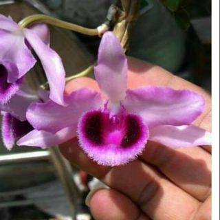 Hoa phong lan giả hạc lai trầm thân nù