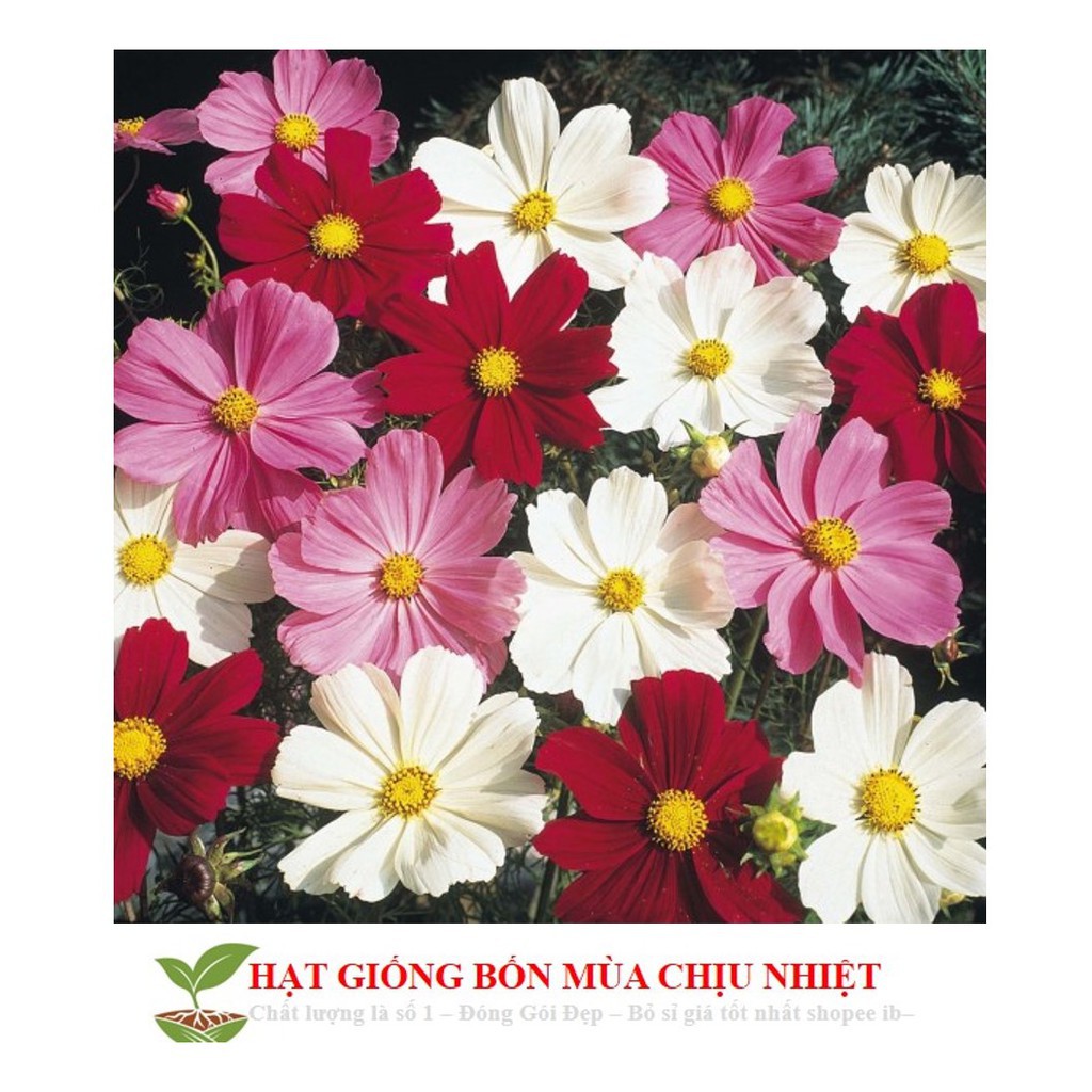 Hg5a 100H - SIÊU SALE HẠT GIỐNG HOA CÁNH BƯỚM MIX ĐẾN MÙA TRỒNG TẾT luckyseed hạt siêu rẻ