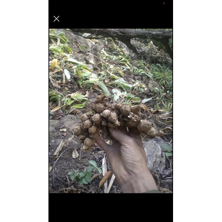 Gừng tím tươi  Tây Bắc 1kg