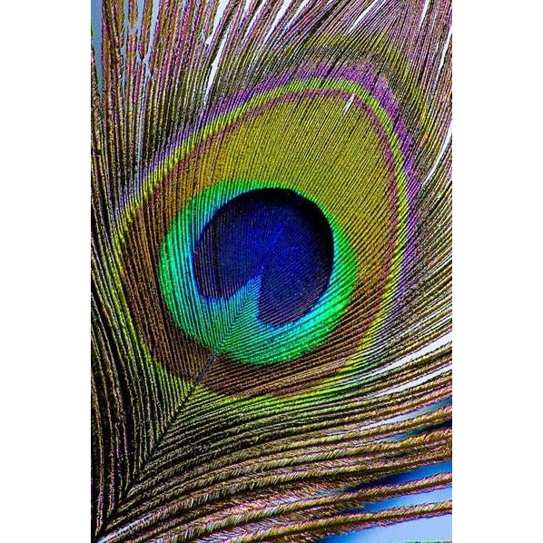 Lông công phong thủy - Lông công trang trí | BigBuy360 - bigbuy360.vn