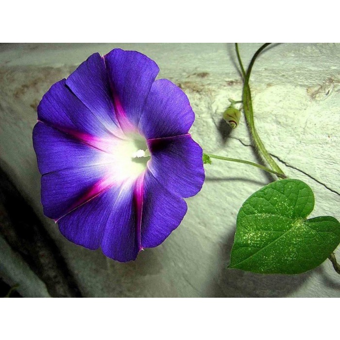 Hạt giông hoa Bìm BÌm F1 Loại mix màu dễ trồng hoa nở đẹp chống sâu bệnh