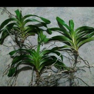 Quế trắng tháng 8,quế lan hương