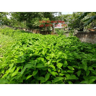 10 Chè Khổng Lồ Cho Chăn Nuôi