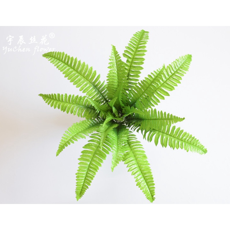 Cây dương xỉ Ba Tư giả tán rộng phù hợp decor trong và ngoại nội thất cao