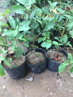 Sung sung kiểng siêu trái