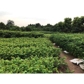 CÂY GIỐNG KHẾ CHUA