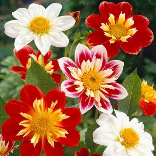 40 Hạt giống hoa thược dược mix