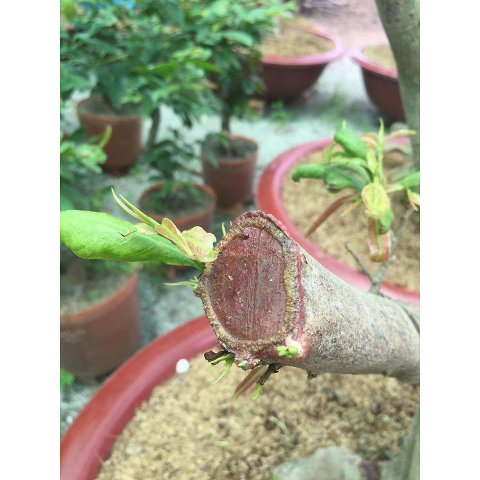 Keo Liền Da Cây - Keo Mỹ Tiến Cho Cây