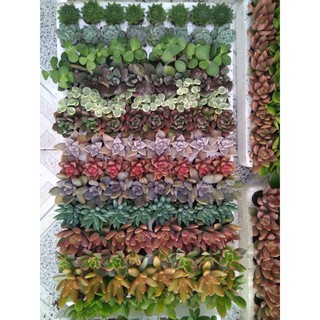 Combo 2 vỉ (210 cây) sen đá size vỉ 3-5 cm