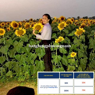 30H - HẠT GIỐNG HƯỚNG DƯƠNG KHỔNG LỒ 20 - 40cm LẤY HẠT