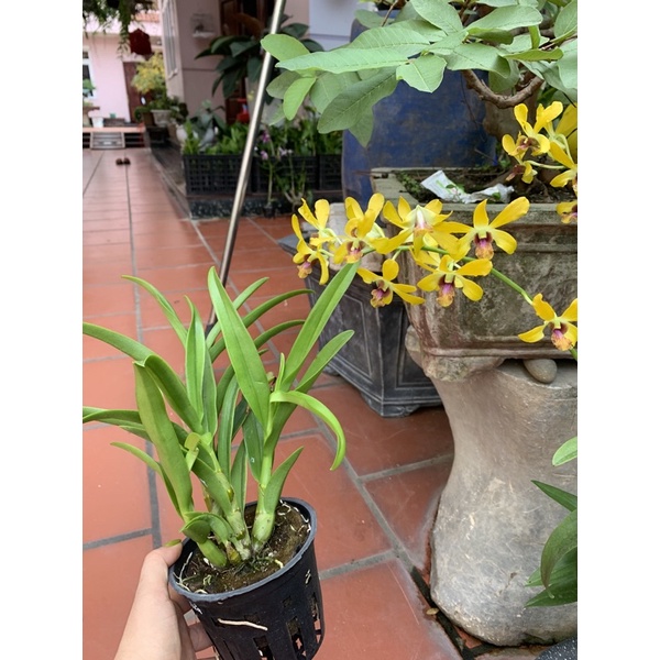 Lan dendro/denro/ đen rô PENSODA XƯA (cây giống hoa tết)