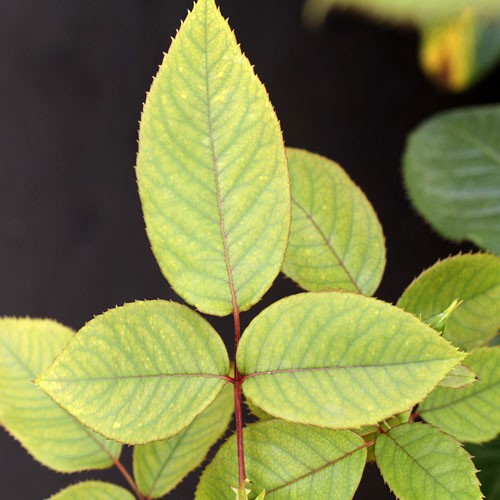 Phân bón lá trung vi lượng GG COMBI EDTA Green Grow Organic giúp cây hoa hồng hoa lan tránh vàng lá còi cọc MS114