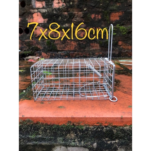 Lồng Chuột Đường Mòn