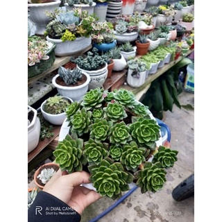 Sen đá xanh ngọc chậu lớn như hình