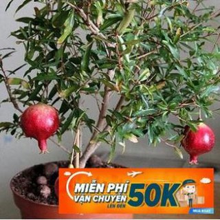 15 hạt giống lựu đỏ lùn