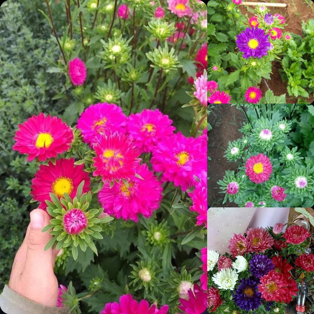 hạt Hạt giống hoa cúc magic- cúc đà lạt- cúc thúy