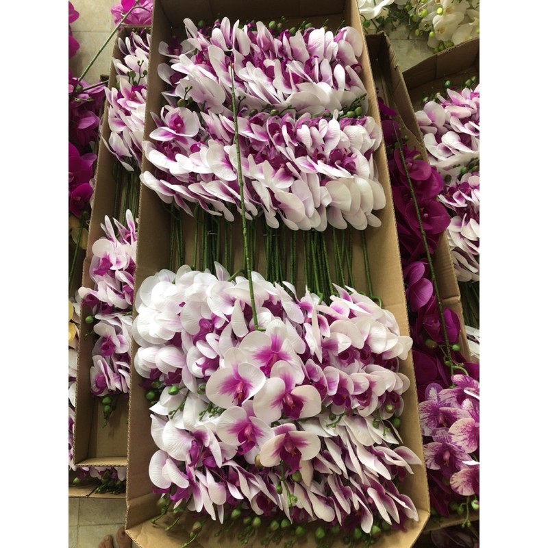 Lan hồ điệp Cao su 5 bông