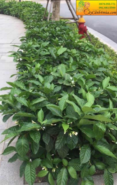 Cây  ngọc bút  hoa rất thơm nở quanh năm