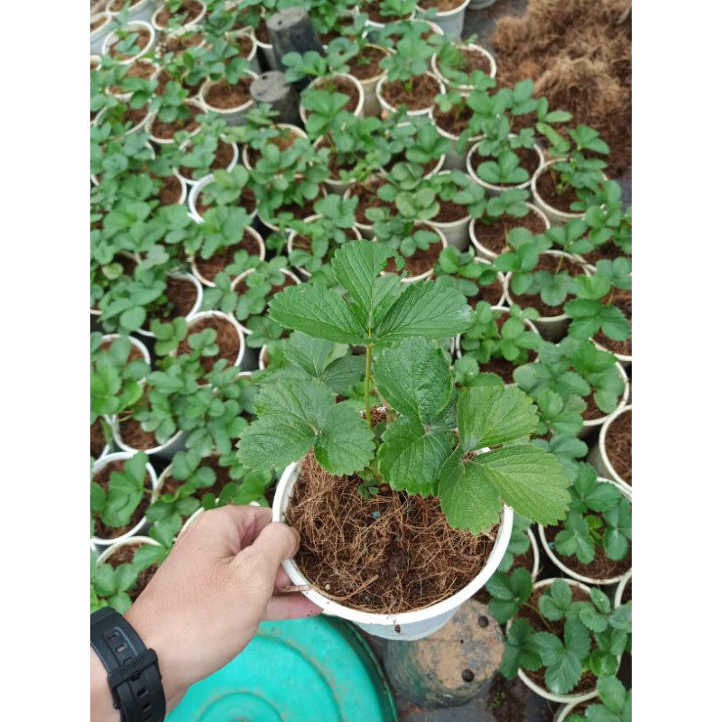 Cây Dâu Tây chịu nhiệt - chậu lớn