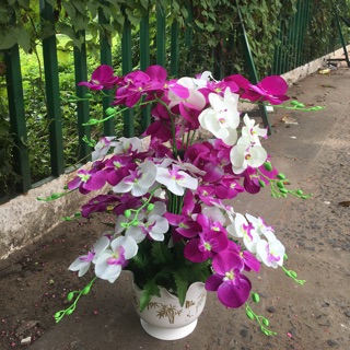 Chậu Lan Cò/Lan Hồ Điệp size vừa