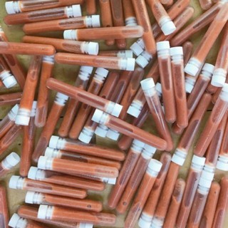 Mua 10 tặng 1 - Artemia ống - Thức ăn cho cá cảnh (ăn liền không cần ấp)