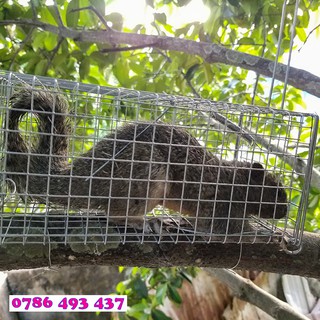 5 Lồng Bẫy Sóc Bông, Sóc Đất, Bẫy Chuột Cống Nhum, 11x12x26cm, lưới chì chống sét