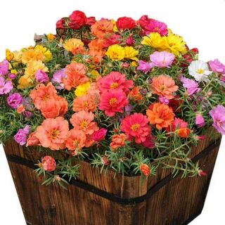 Mười giờ kép mỹ mix 300 hạt