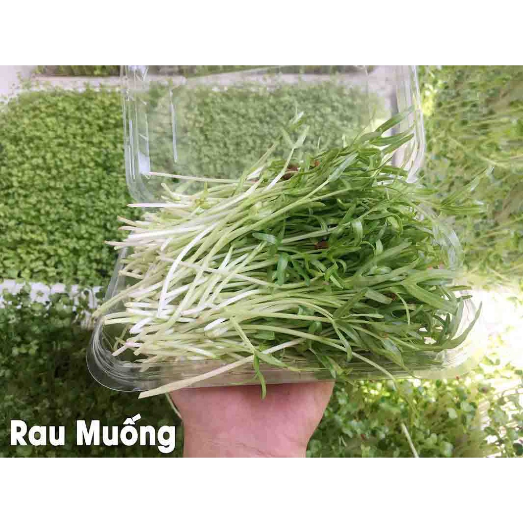 Hạt Giống Rau Mầm Muống Thái Lan