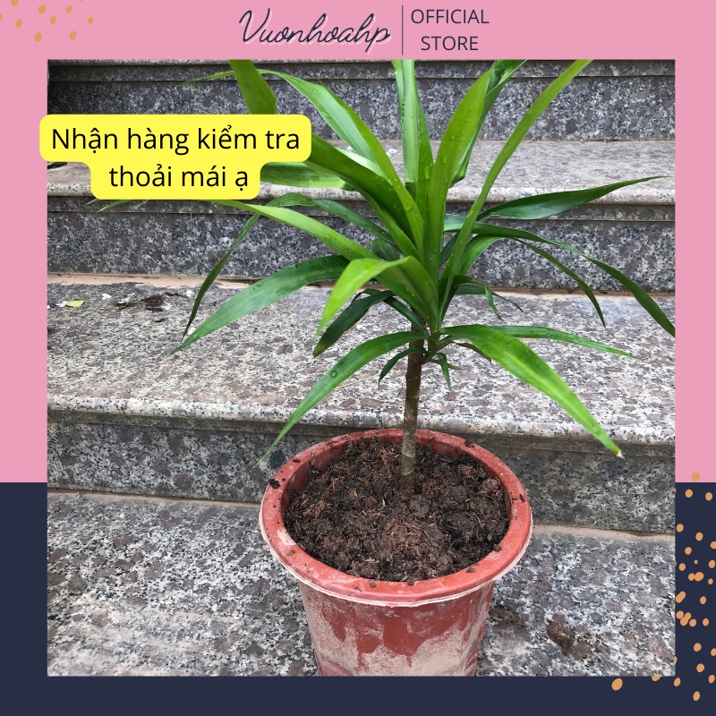Cây tuyết lan, phát lộc núi cao 30-50cm lá xanh, trồng trong nhà, cây phong thuỷ đẹp