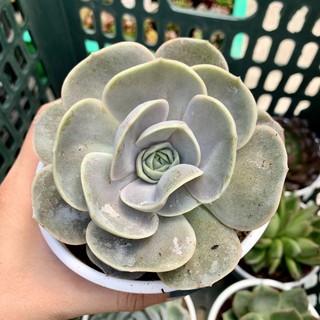 SEN ĐÁ LOLA LÁ TRÒN TO 10cm 🌵FREESHIP 🔥 ĐÃ THUẦN XỨ NÓNG 🌟