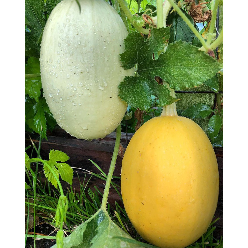 Hạt_Giống_Bí_Mỳ_Sợi