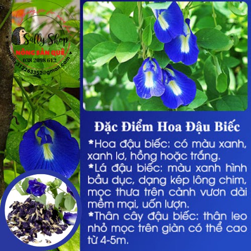 240gr Trà Hoa Đậu Biếc Hữu Cơ Sạch Sấy Khô - Bông Đậu Biếc Organic Pha Trà, Làm Bánh, Nấu Ăn - Nông Sản Quê Sally Shop