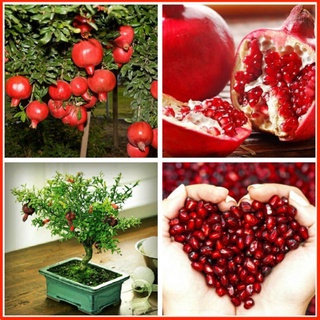 Hạt Giống Cây Lựu Lùn Ấn Độ Siêu Qủa (20 Hạt) - Giàu Vitamin, Ngọt, Năng Suất Cao - MUA 3 TẶNG 1 CÙNG LOẠI