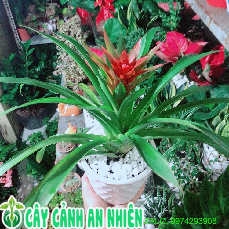 Chậu Cây Phong Lộc Hoa