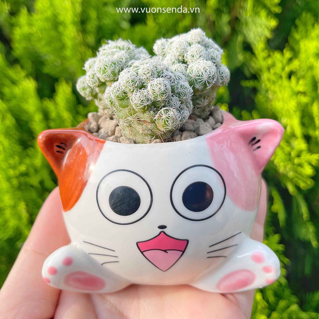 Chậu mèo 6x8cm - Chậu trồng sen đá dễ thương