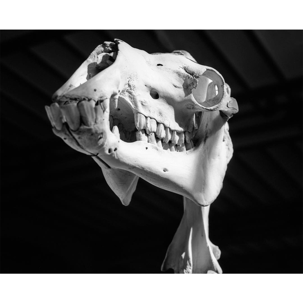 Phim Rollei Retro 80S ISO 80, Đen Trắng B&W, 135/35mm x 36 Kiểu, In Date Cho Máy Chụp Ảnh Film - LIIQ Flash