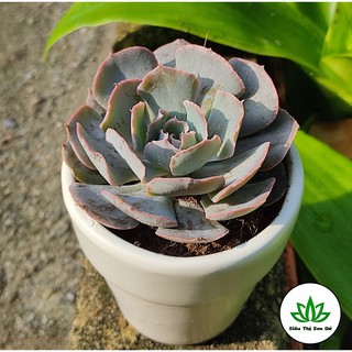 Sen Đá Bắp Cải Tím Đà Lạt Đã Thuần Khí Hậu Size Bầu Đường Kính 4-6cm