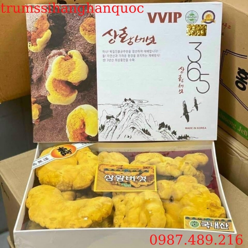 [ CHÍNH HÃNG ] Nấm Thượng Hoàng 365 Cao Cấp Hàn Quốc, Hộp 500Gr