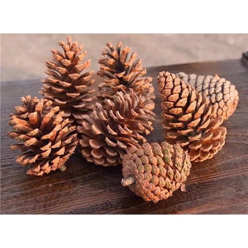 Combo 10 trái thông tự nhiên trang trí Giáng sinh Stella party