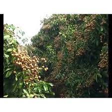 CÂY GIỐNG NHÃN IDO