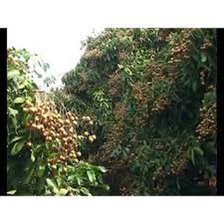 Cây giống nhãn ido