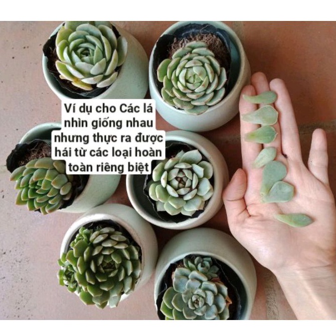 Sỉ từ 100 lá ươm Sen đá Xr trên 40 loại khác nhau  - NeyuhGarden