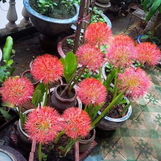 CỦ HOA HỒNG TÚ CẦU - 1 Củ