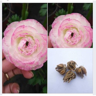 Củ hoa hồng mao lương màu hồng viền trắng - tặng kèm viên nén ươm củ - DC