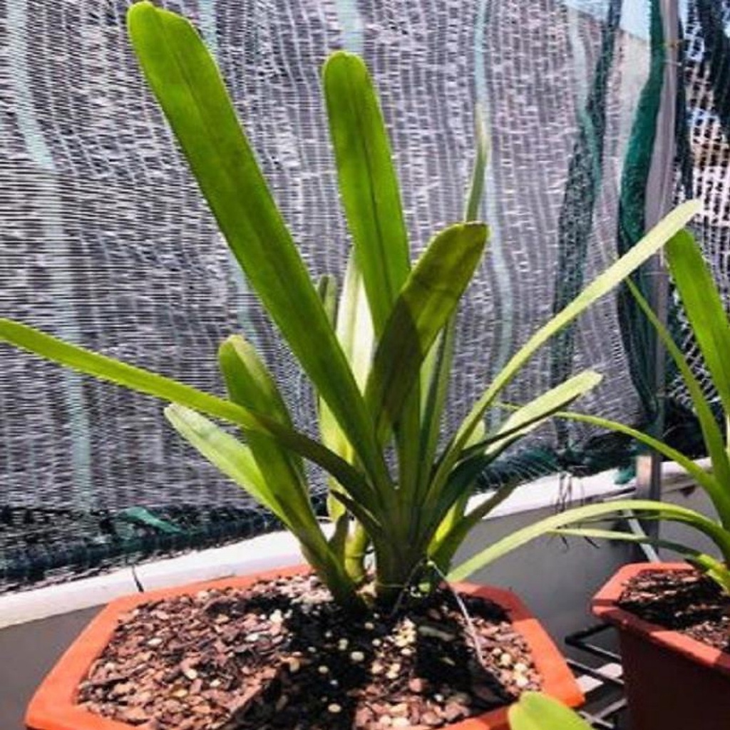 HÀNG CHUẨN Hoa phong lan kiếm vàng