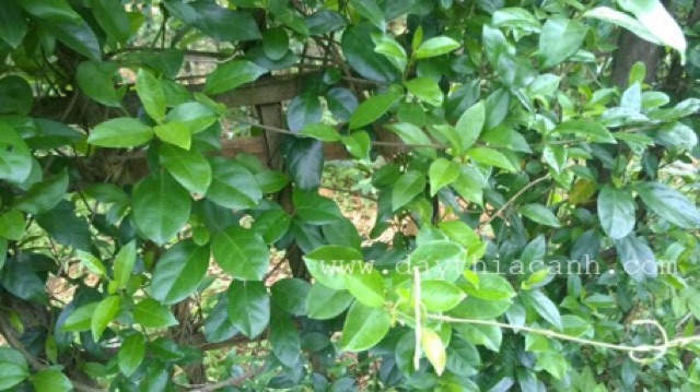 Dây thìa canh Hoà Bình - trị tiểu đường | BigBuy360 - bigbuy360.vn