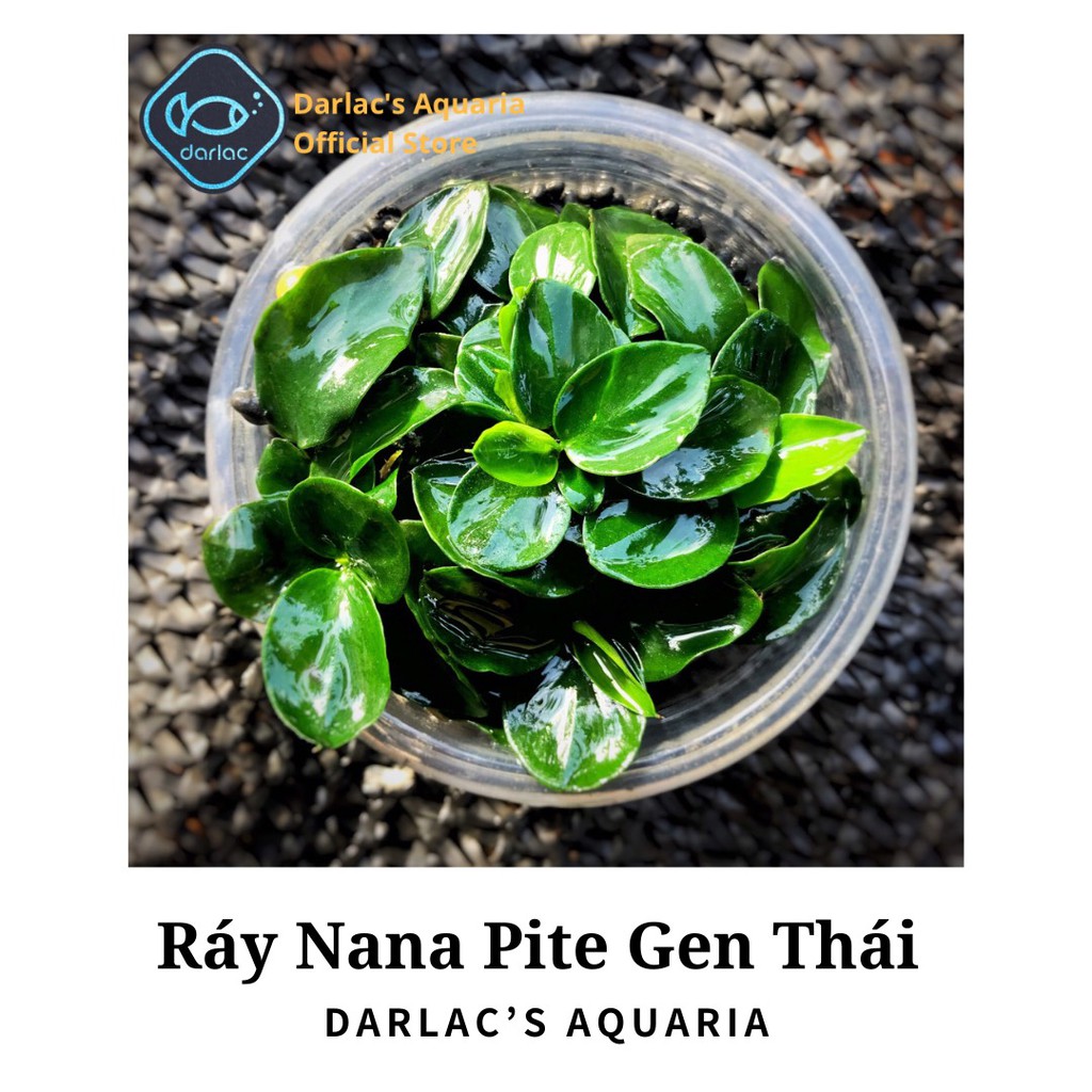 Ráy Nana Petite Thái - Ráy Thái Darlac's Aquaria - Anubias Nana Petite