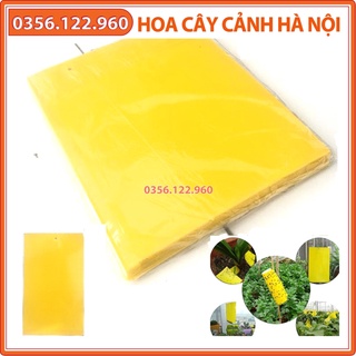 Set 10 miếng nhựa bẫy dính ruồi vàng và côn trùng dẫn dụ bằng màu sắc, cục kỳ hiệu quả
