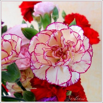 [GIÁ GỐC] Hạt Giống Hoa Cẩm Chướng Kép Mix - 50 hạt