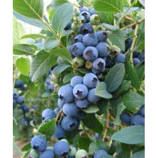 Cây giống Việt Quất tứ quý (Blueberry) trưởng thành, ra trái 4 mùa quanh năm - giống siêu trái, cao 40-60cm
